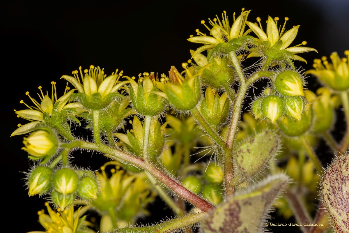 IMG 8664 Aichryson laxum subsp. latipetalum (gongarillo canario)