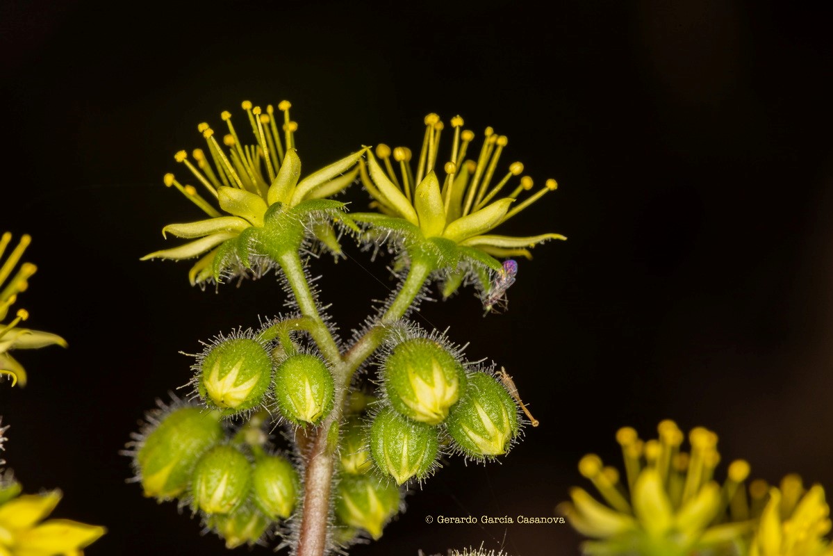 IMG 8665 Aichryson laxum subsp. latipetalum (gongarillo canario)