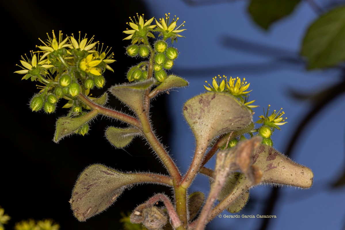 IMG 8670 Aichryson laxum subsp. latipetalum (gongarillo canario)