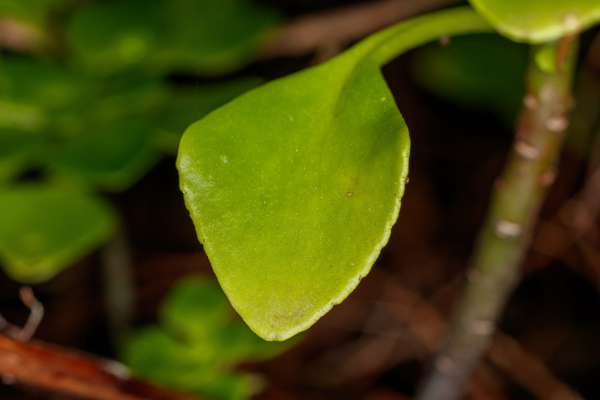 Aichryson pachycaulon subsp immaculata Gogarillo mayor tinerfeño10