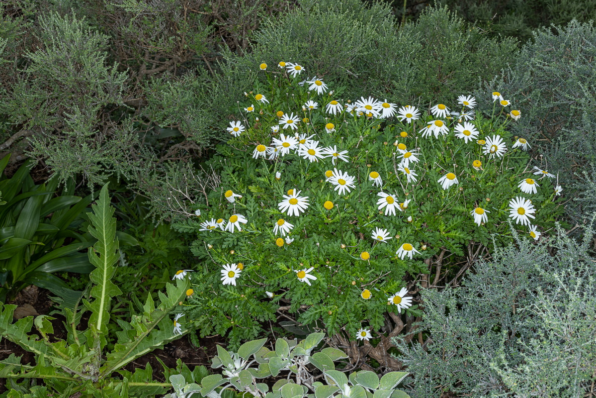 IMG 0297 Argyranthemum broussonetii (margarita de monte)