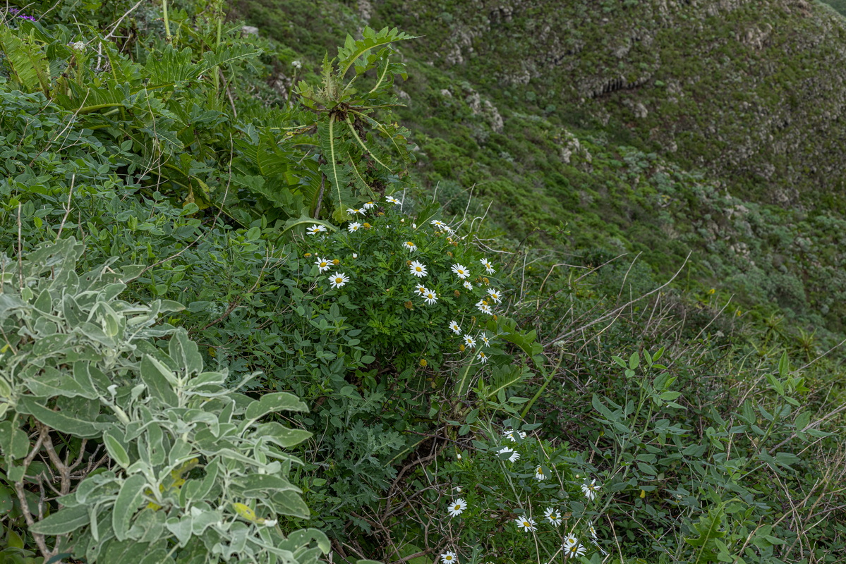 IMG 0320 Argyranthemum broussonetii (margarita de monte)
