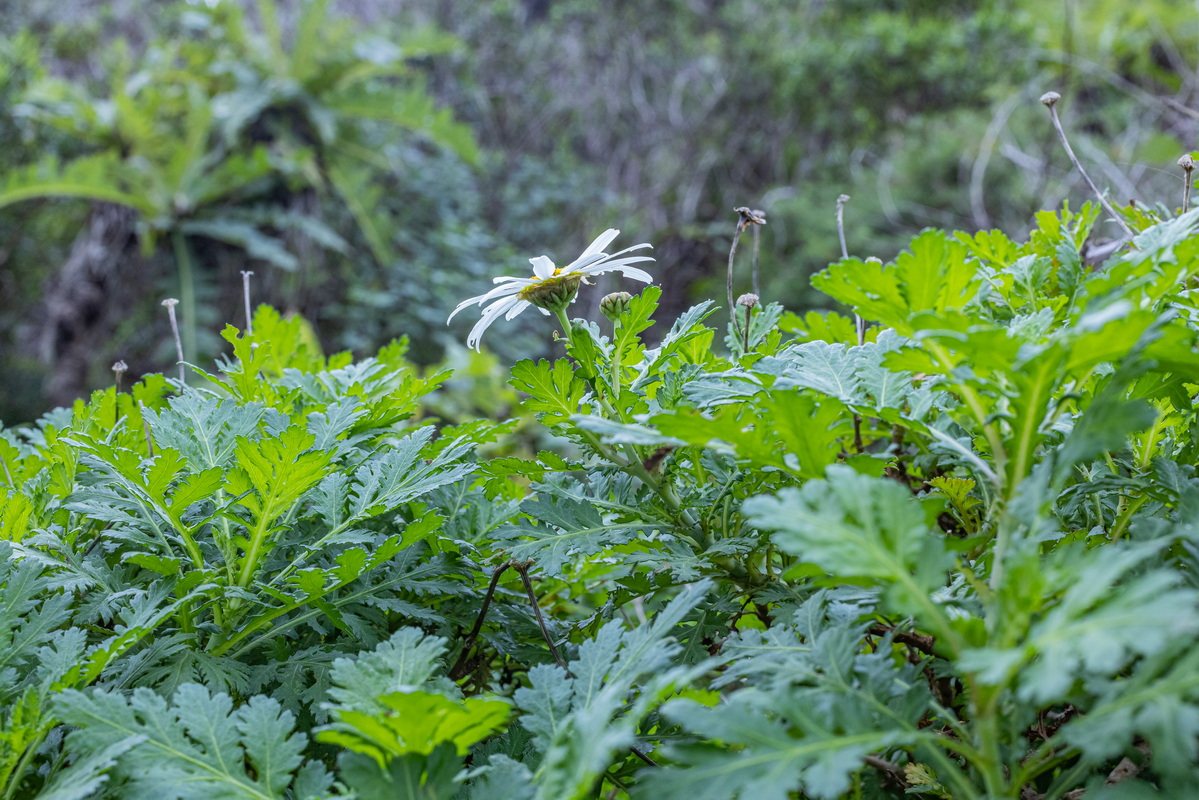 IMG 0402 Argyranthemum broussonetii (margarita de monte)