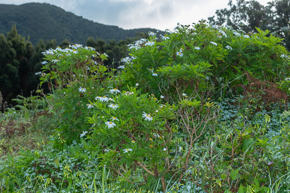  MG 5697 Argyranthemum broussonetii (margarita de monte)