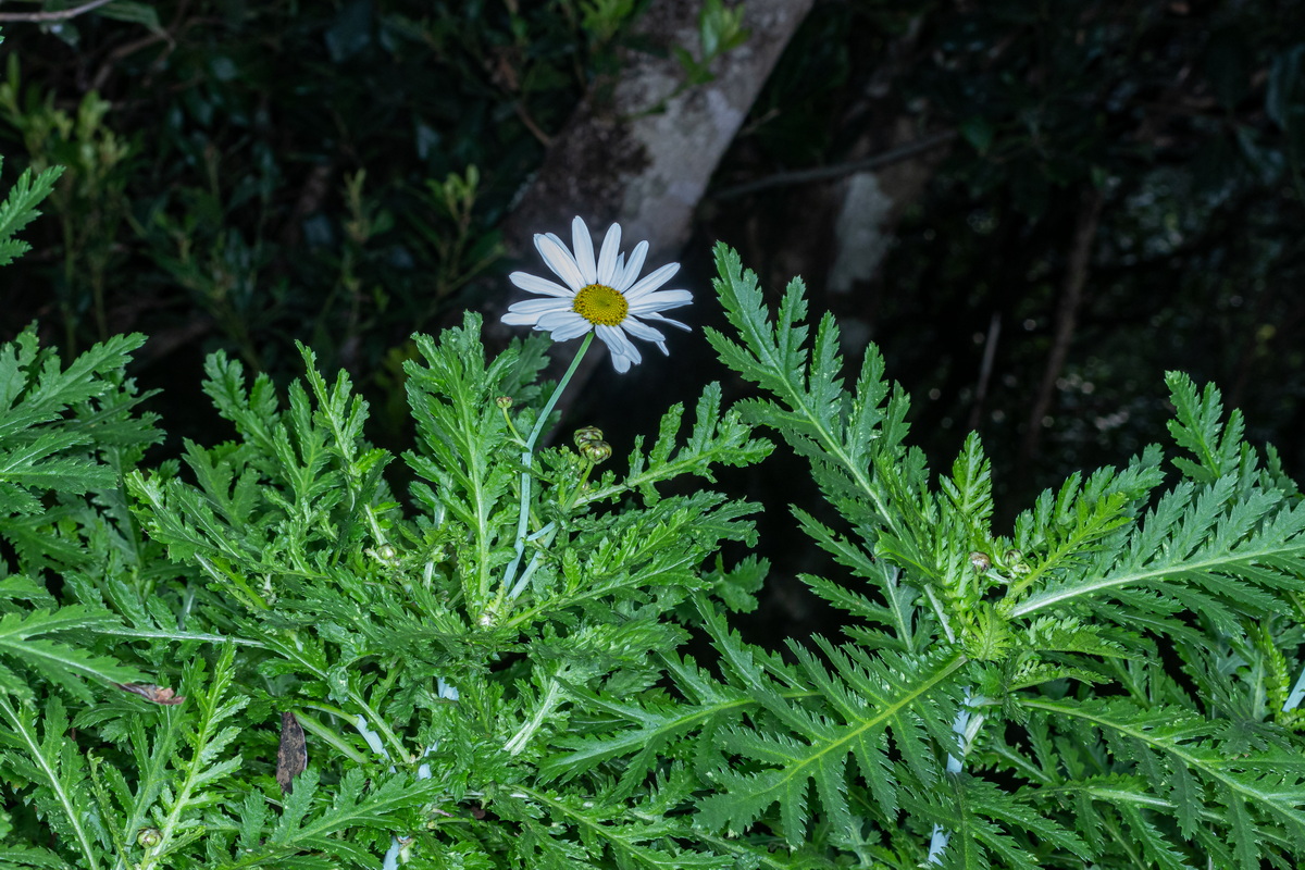  MG 5705 Argyranthemum broussonetii (margarita de monte)
