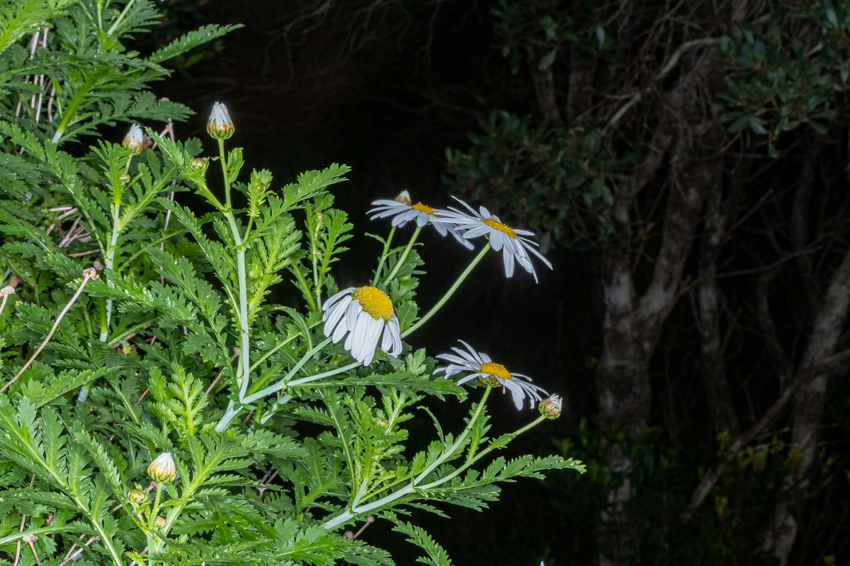  MG 5722 Argyranthemum broussonetii (margarita de monte)