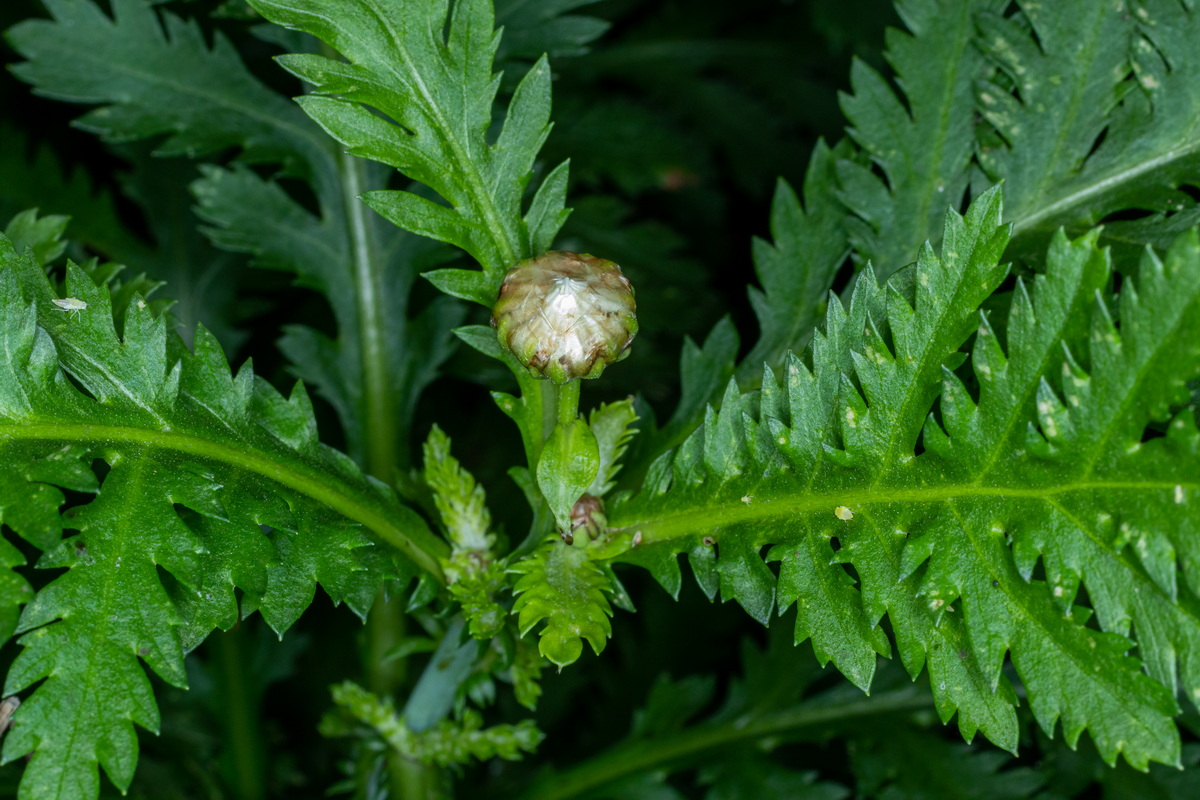  MG 5730 Argyranthemum broussonetii (margarita de monte)