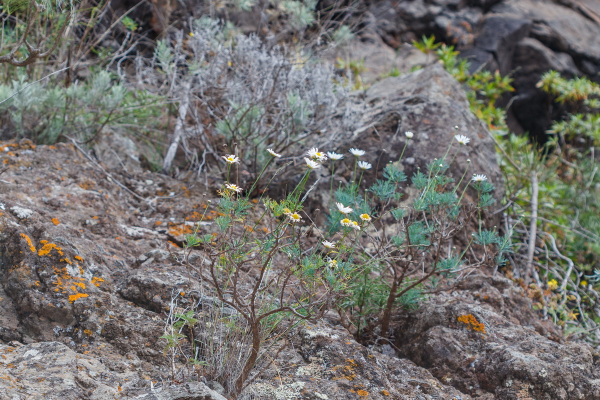 Argyranthemum foeniculaceum Magarza de Santiago01