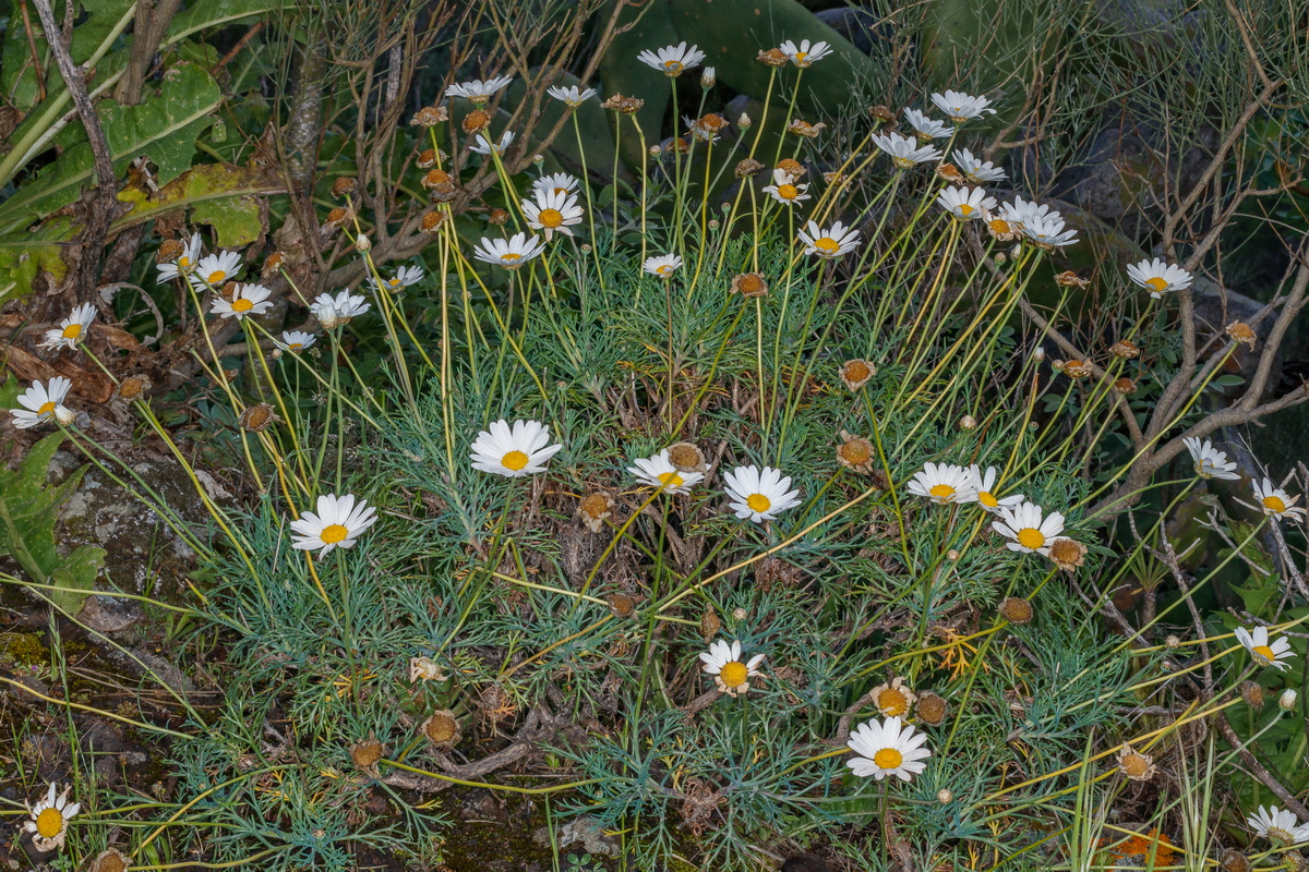  MG 4432 Argyranthemum foeniculaceum Magarza de Santiago
