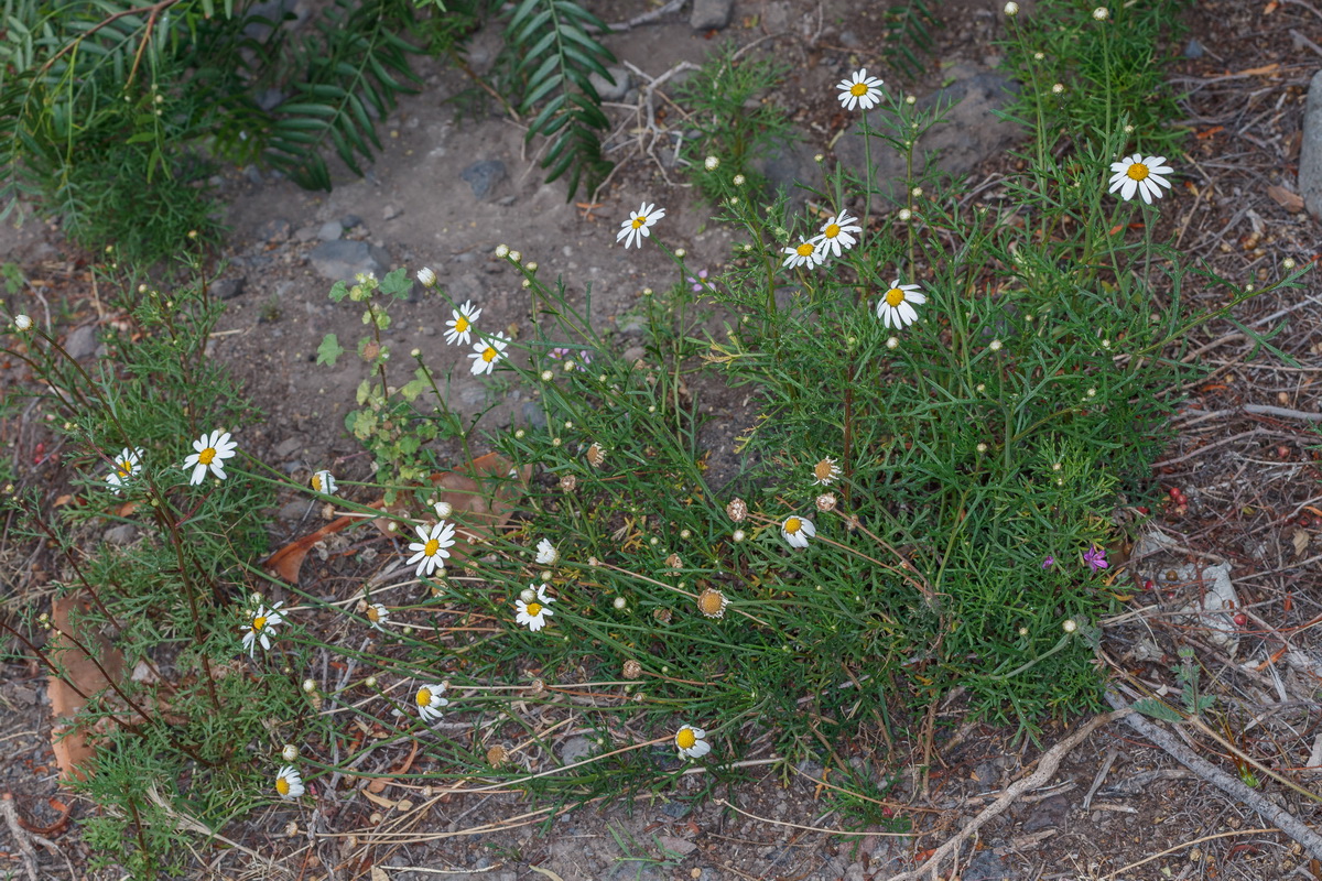 Argyranthemum frutescens subsp. gracilescens Magarza gracil comun01