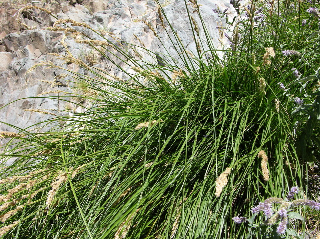 Carex paniculata ssp calderae03