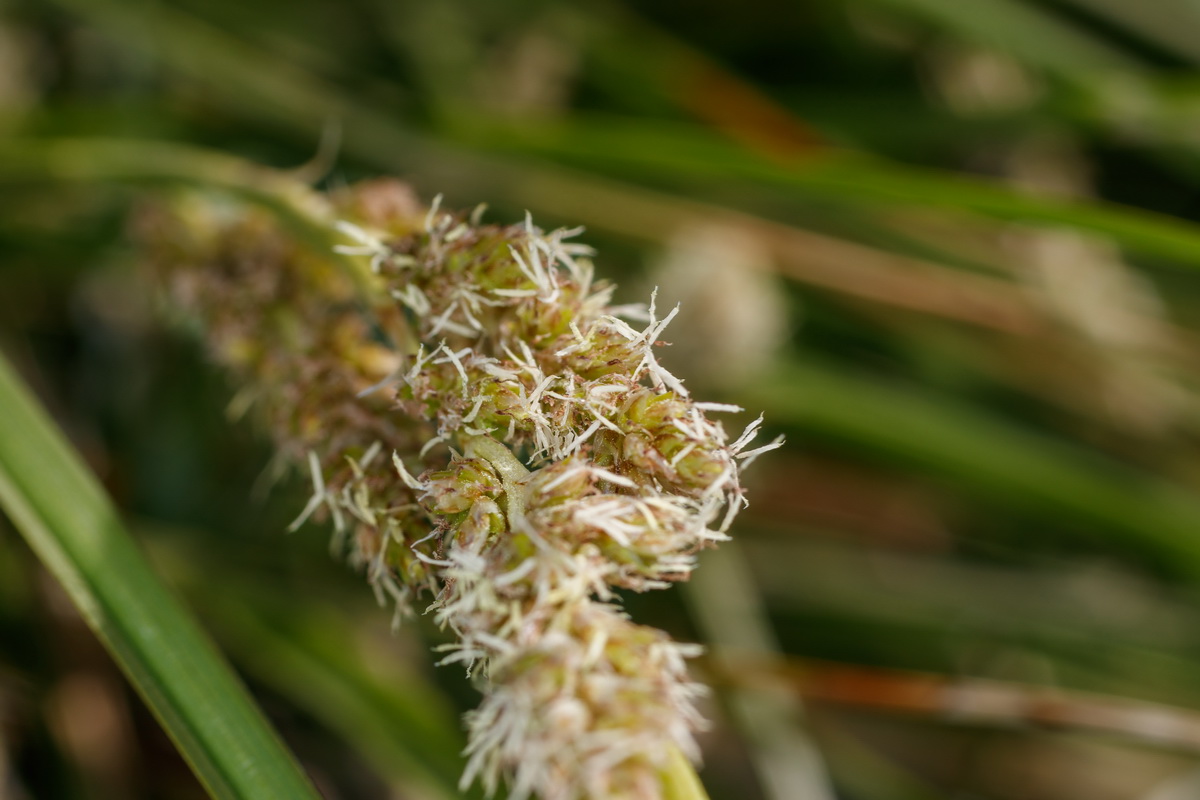 Carex paniculata ssp calderae06