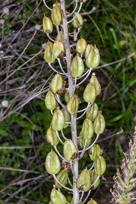  MG 2079 Frutos de Drimia maritima Cebolla almorrana desnuda