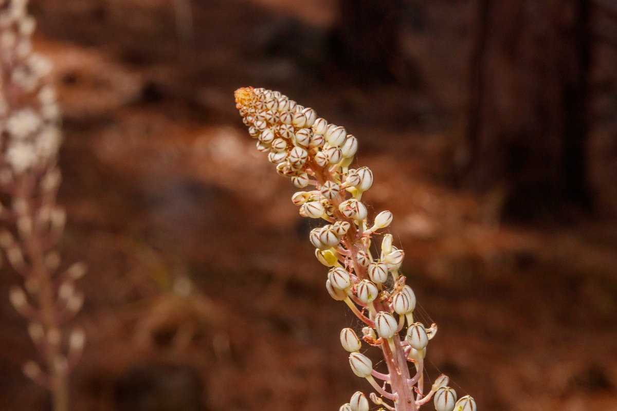  MG 7909 Drimia maritima o hesperia cebolla almorrana desnuda