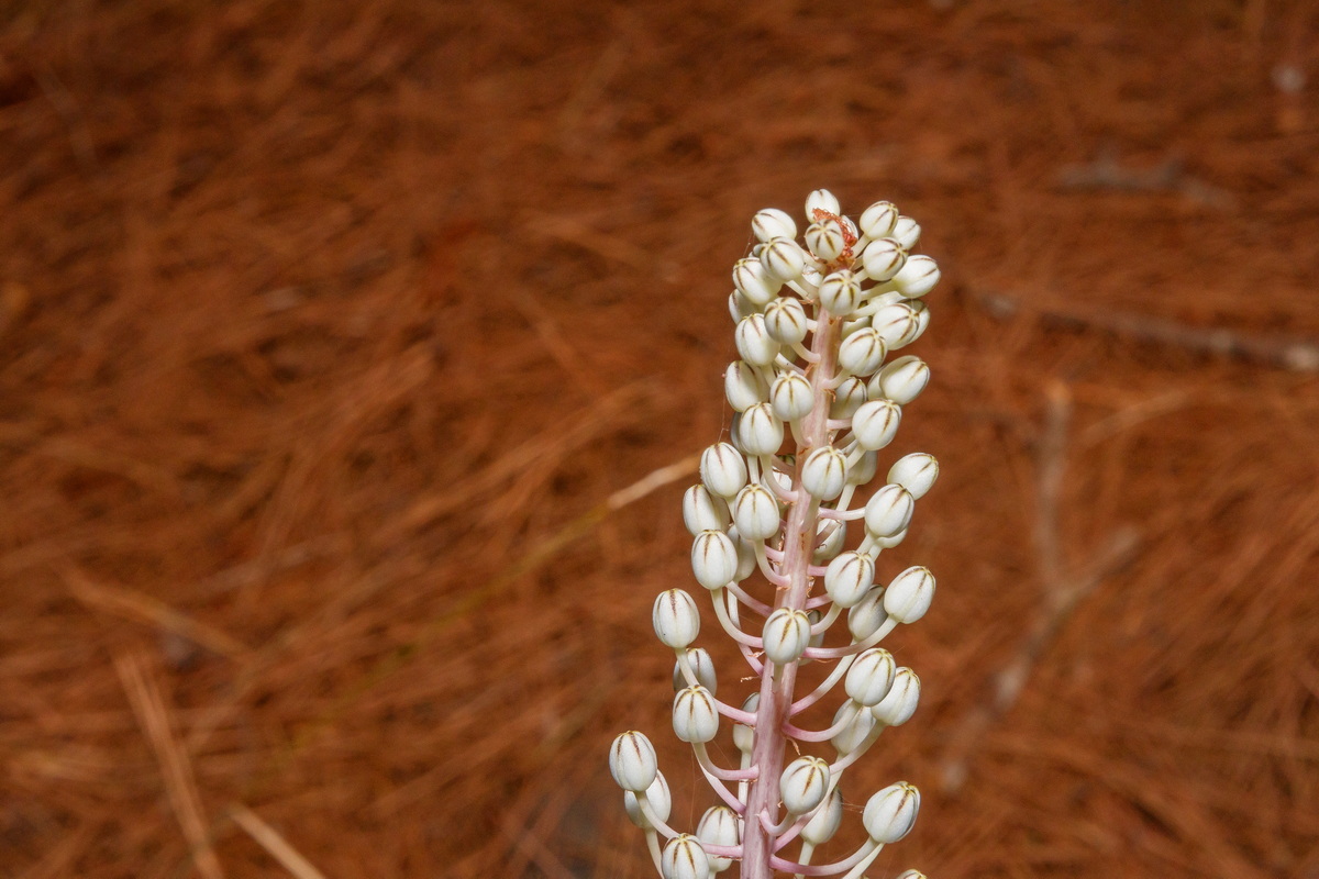  MG 7923 Drimia maritima o hesperia cebolla almorrana desnuda