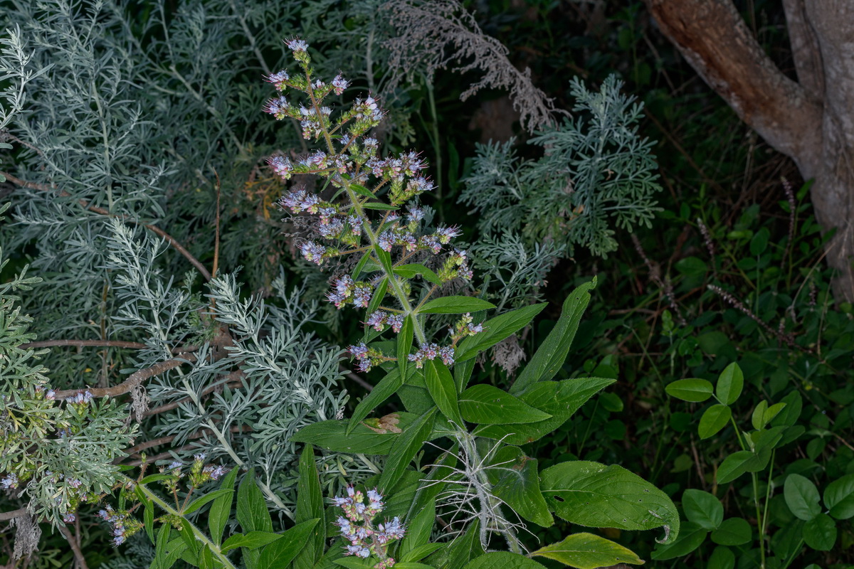  MG 4485 Echium strictum subsp. exasperatum