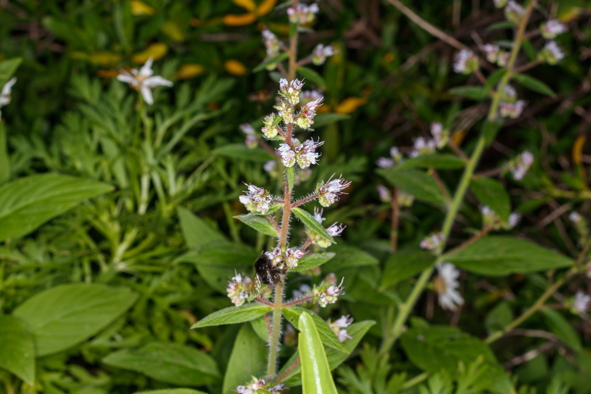  MG 4534 Echium strictum subsp. exasperatum