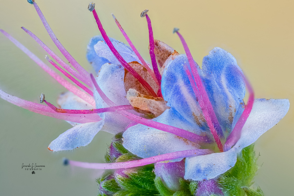 2023 01 31 04.26.07 ZS Echium virescens (taginaste azul de Tenerife) Editar
