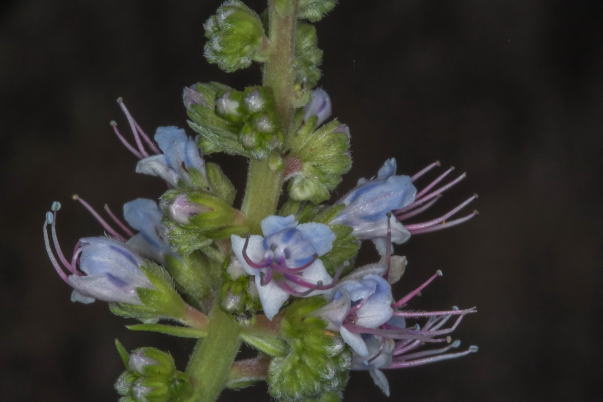 Echium virescens tajinaste azul de Tenerife09
