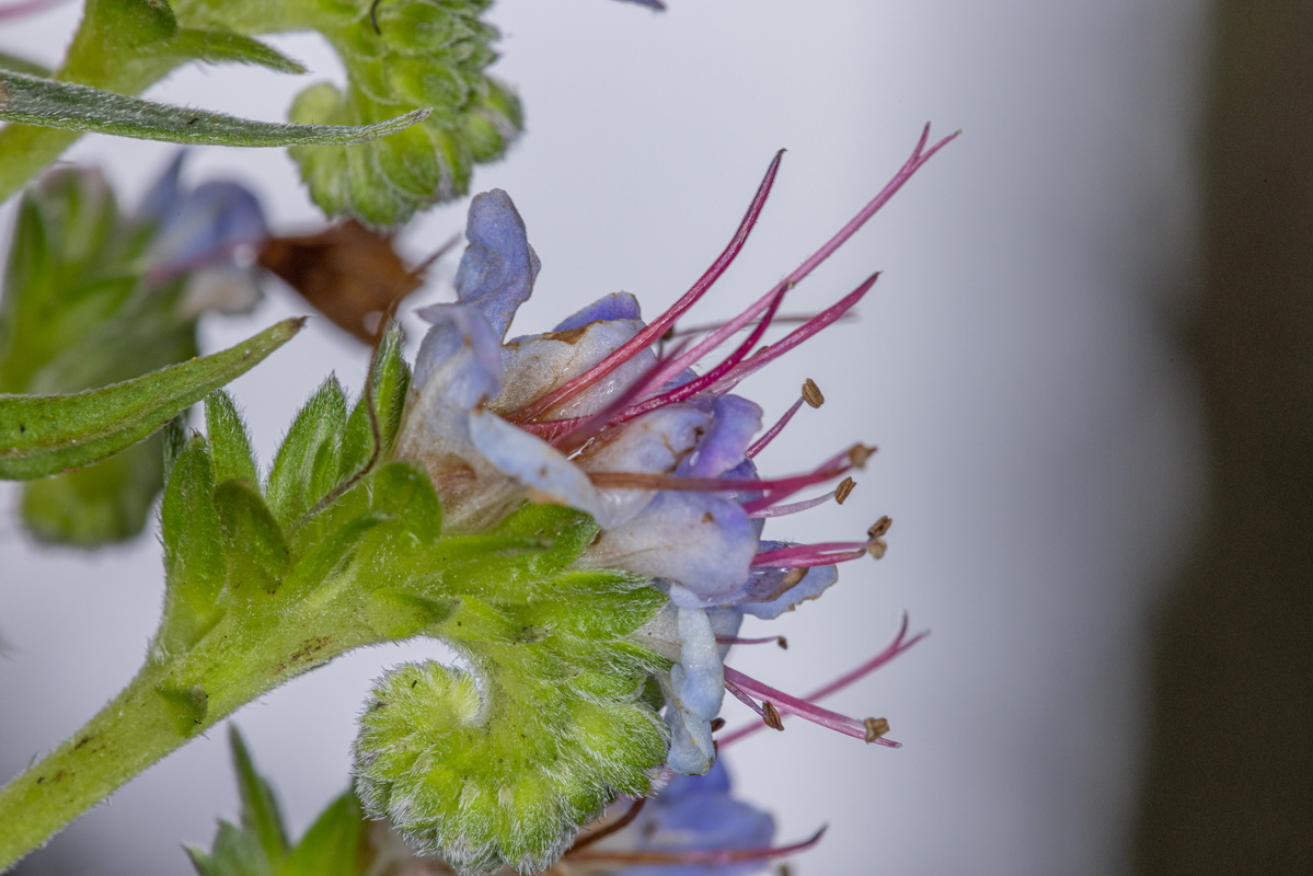 IMG 2601 Echium virescens (taginaste azul de Tenerife)