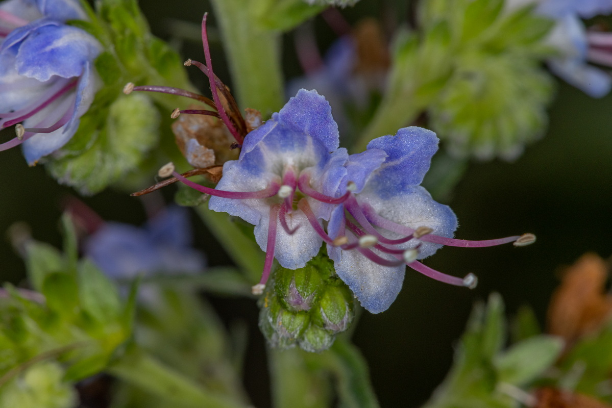 IMG 2602 Echium virescens (taginaste azul de Tenerife)