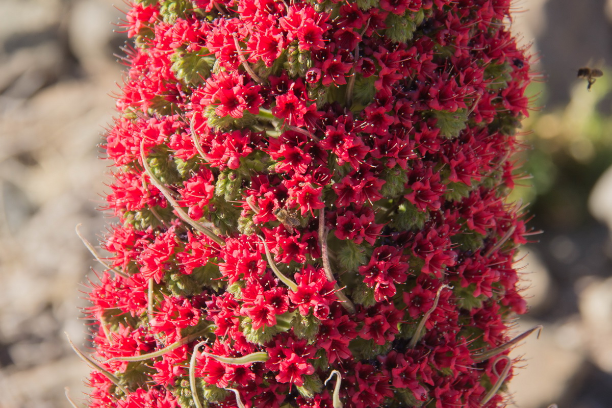 Echium wildpretii Tajinaste rojo12