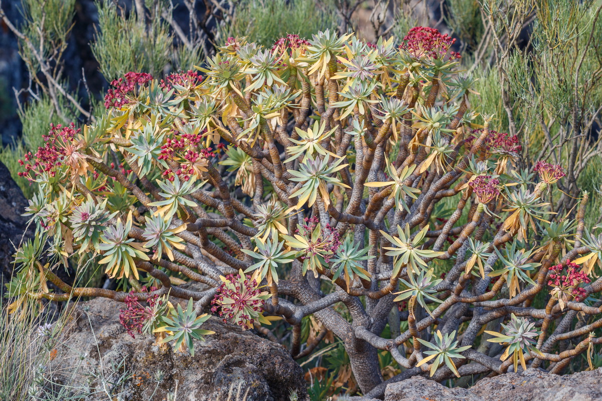 Euphorbia atropurpurea Tabaiba mejorera01