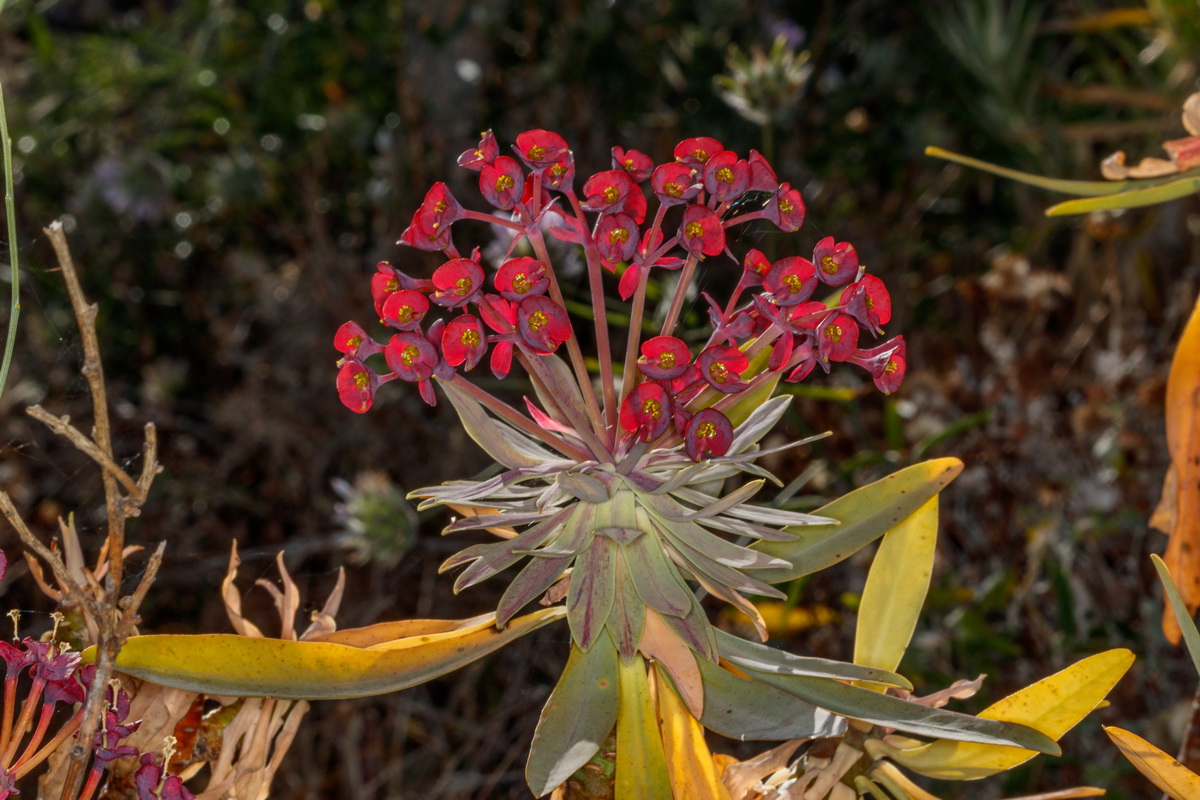 Euphorbia atropurpurea Tabaiba mejorera07
