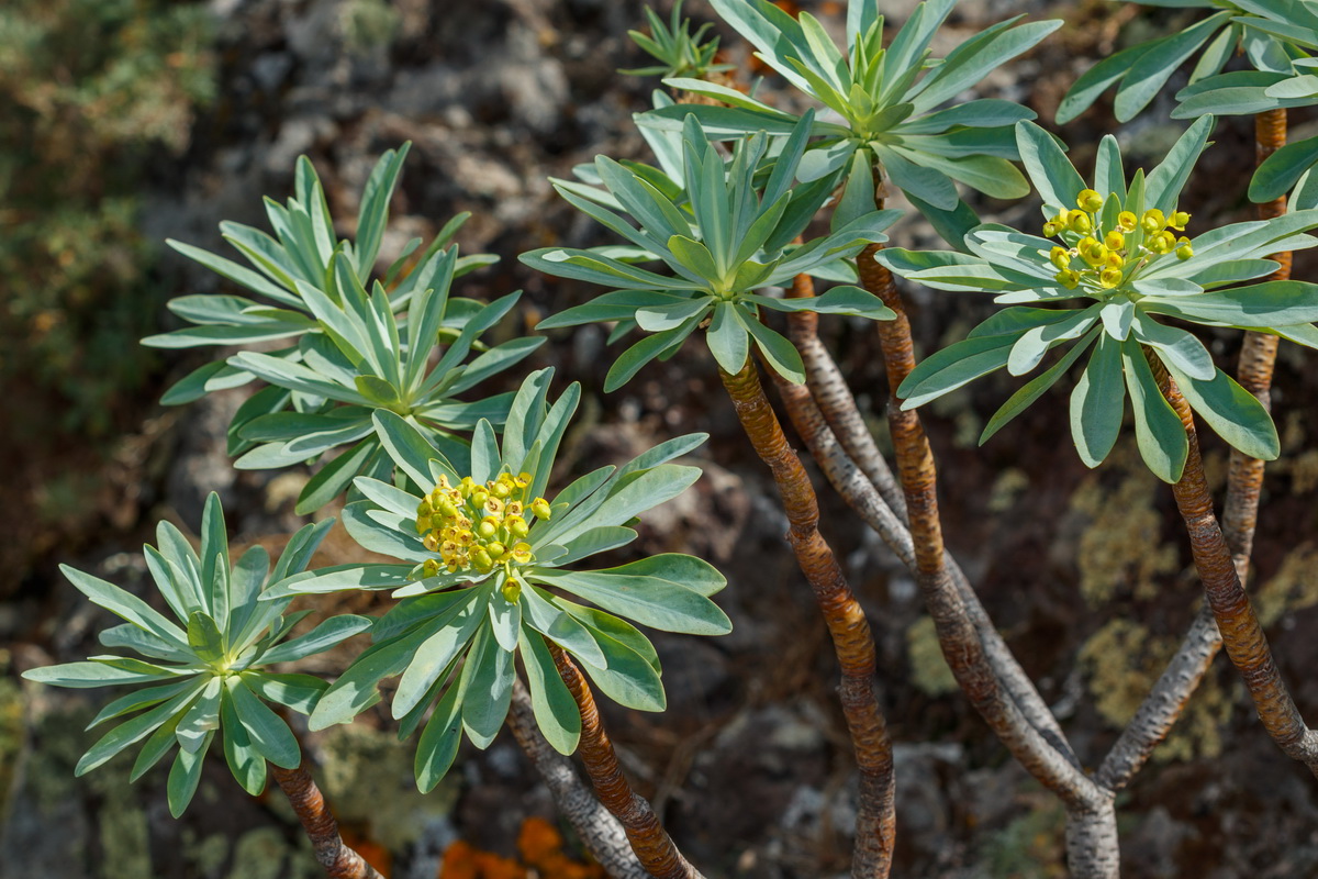 Euphorbia atropurpurea Tabaiba mejorera11