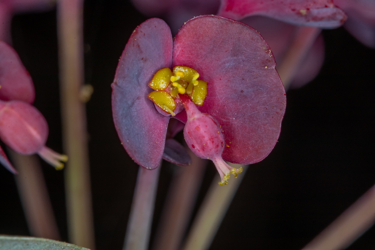  MG 1341 Euphorbia atropurpurea Tabaiba mejorera