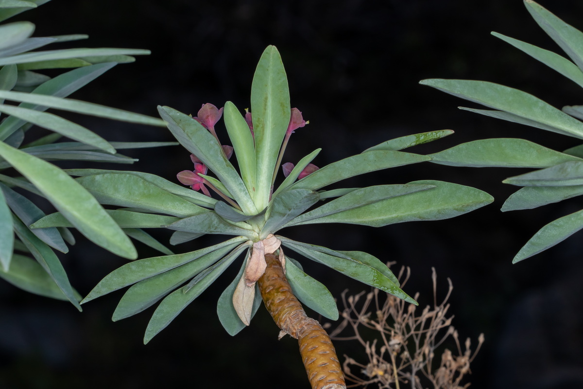 MG 1351 Euphorbia atropurpurea Tabaiba mejorera