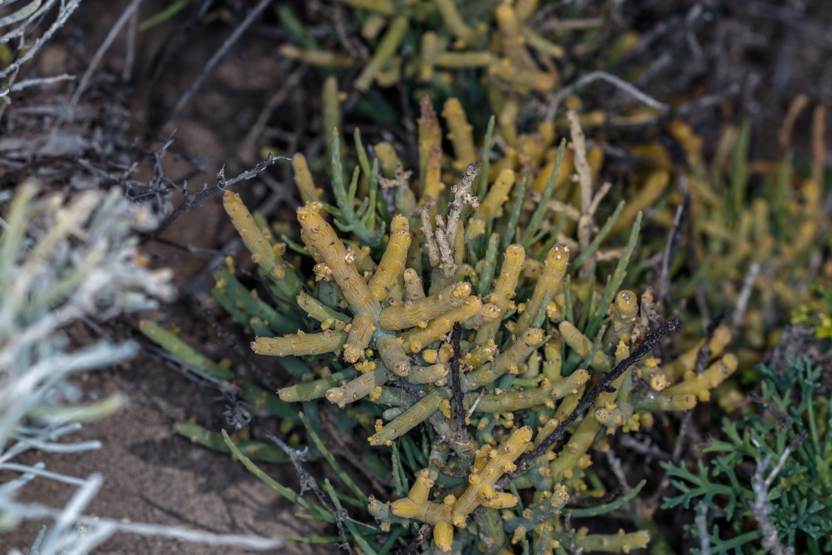 Kunkeliella subsucculenta escobilla carnosa01