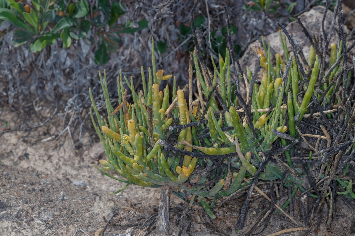 Kunkeliella subsucculenta escobilla carnosa03