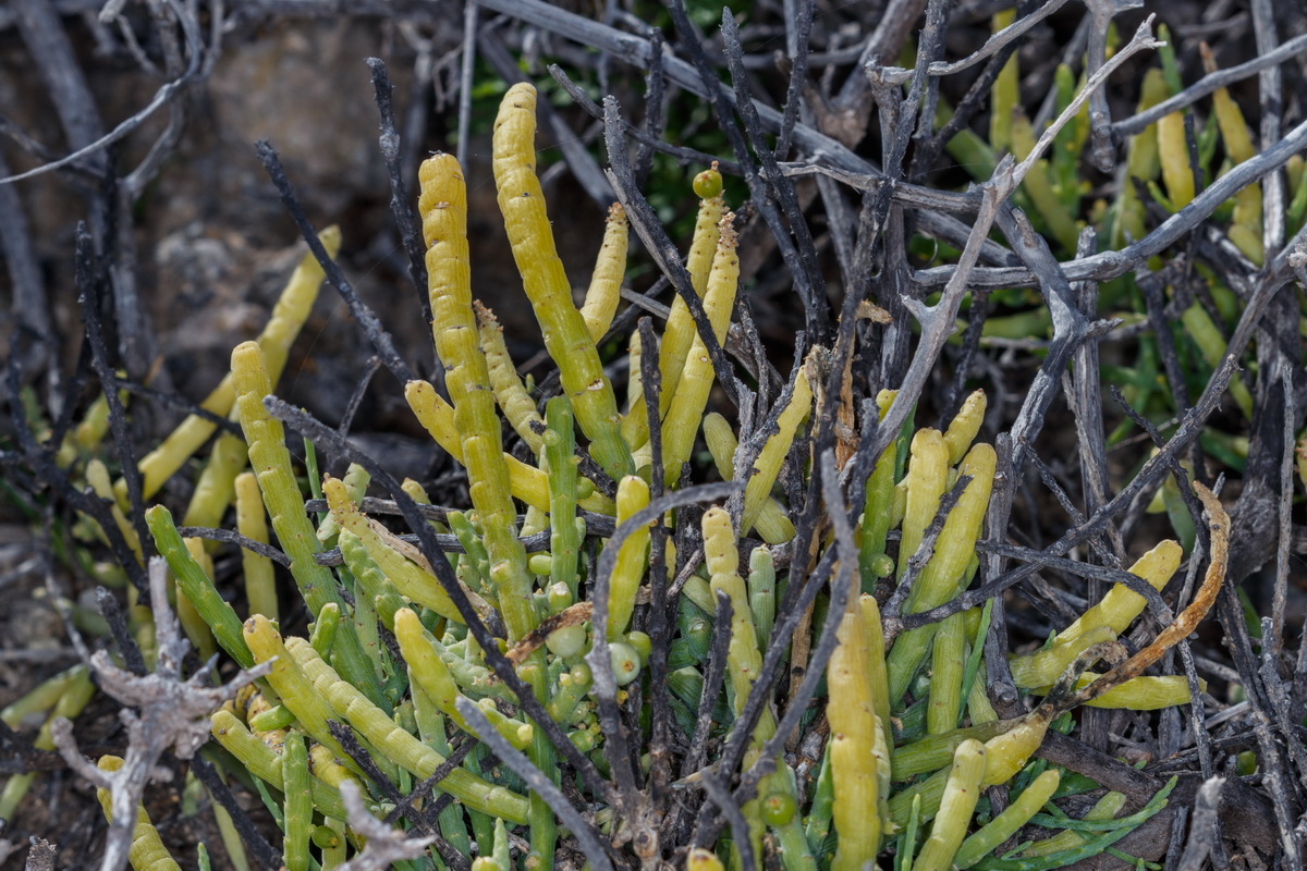 Kunkeliella subsucculenta escobilla carnosa04