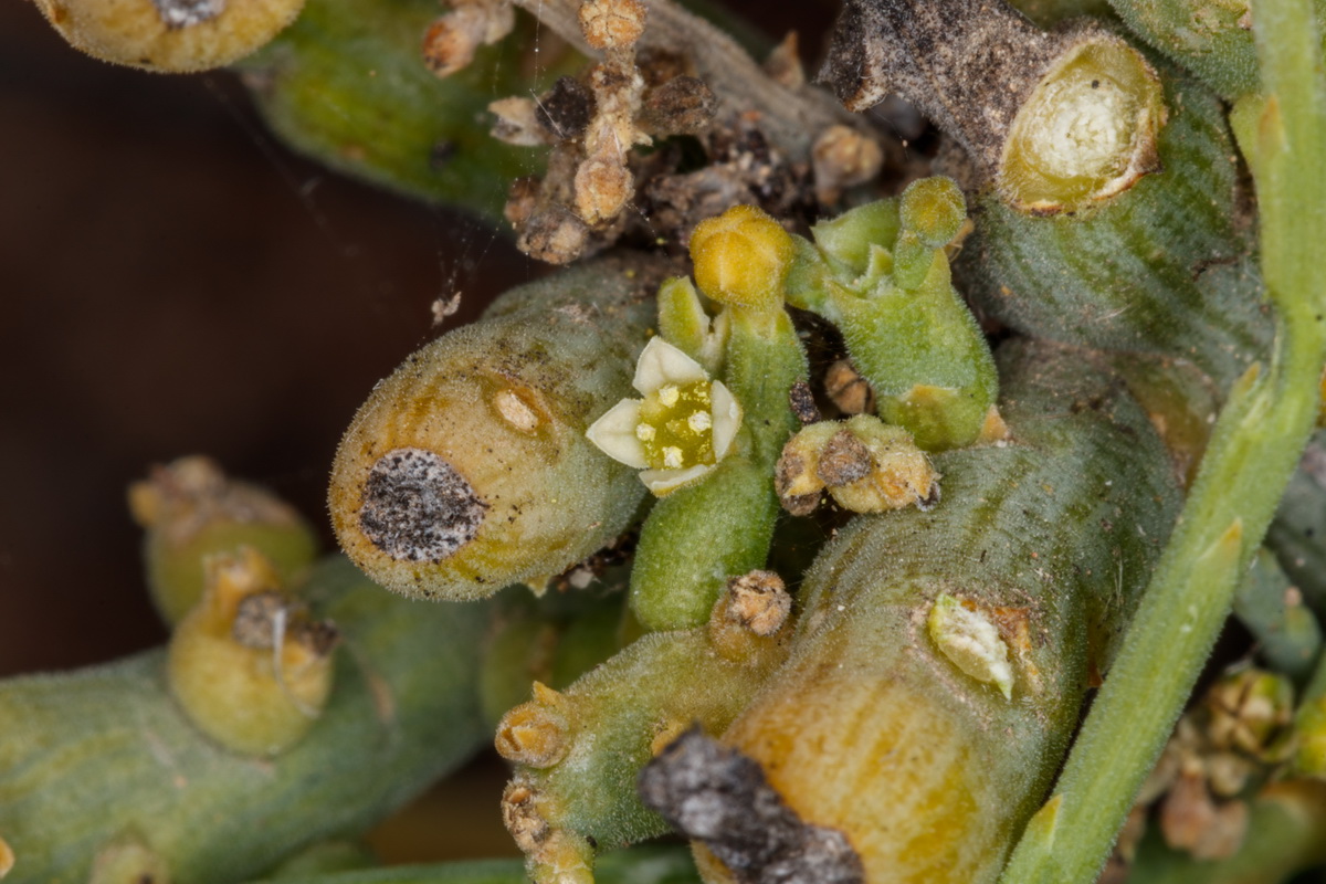Kunkeliella subsucculenta escobilla carnosa07