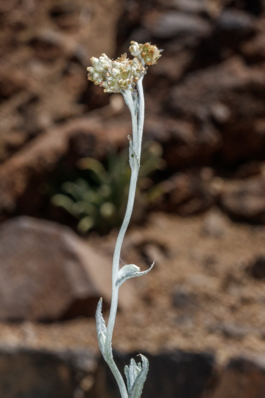Laphangium teydeum Borriza del Teide01