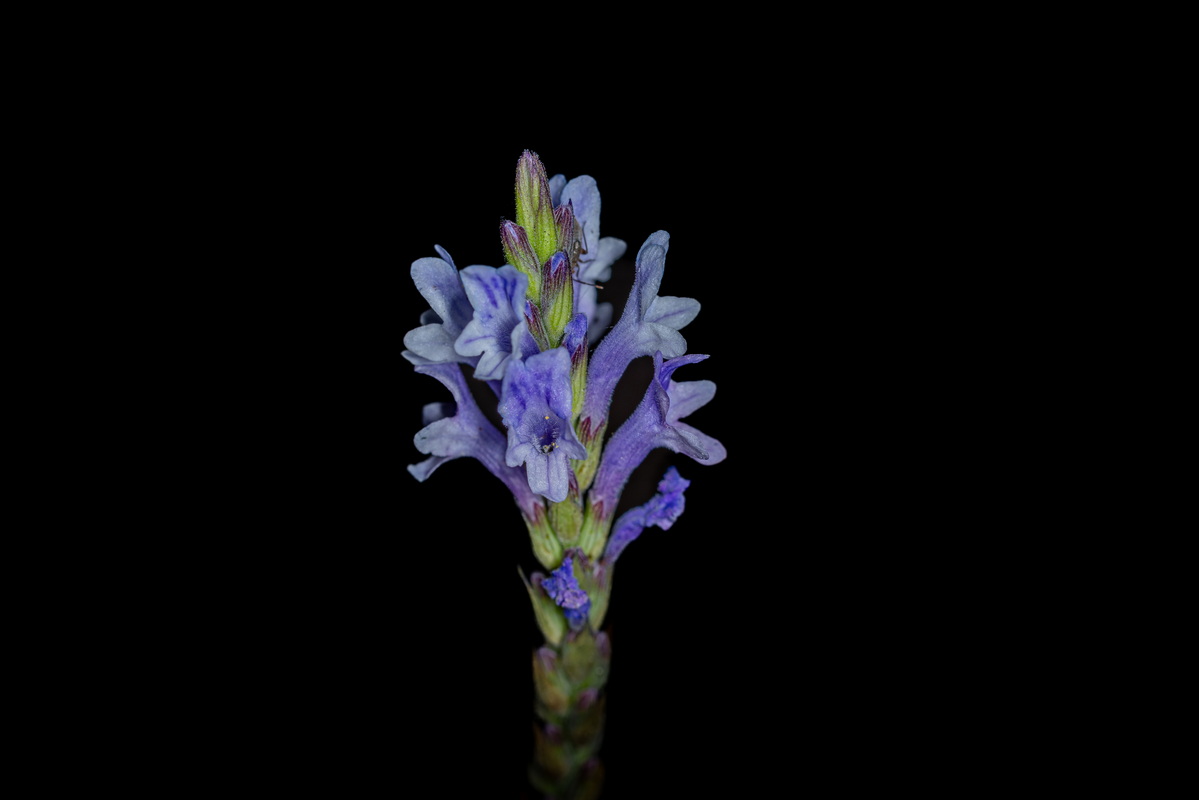 IMG 2150 Lavandula canariensis subsp. canariensis (matorrisco común) (2)