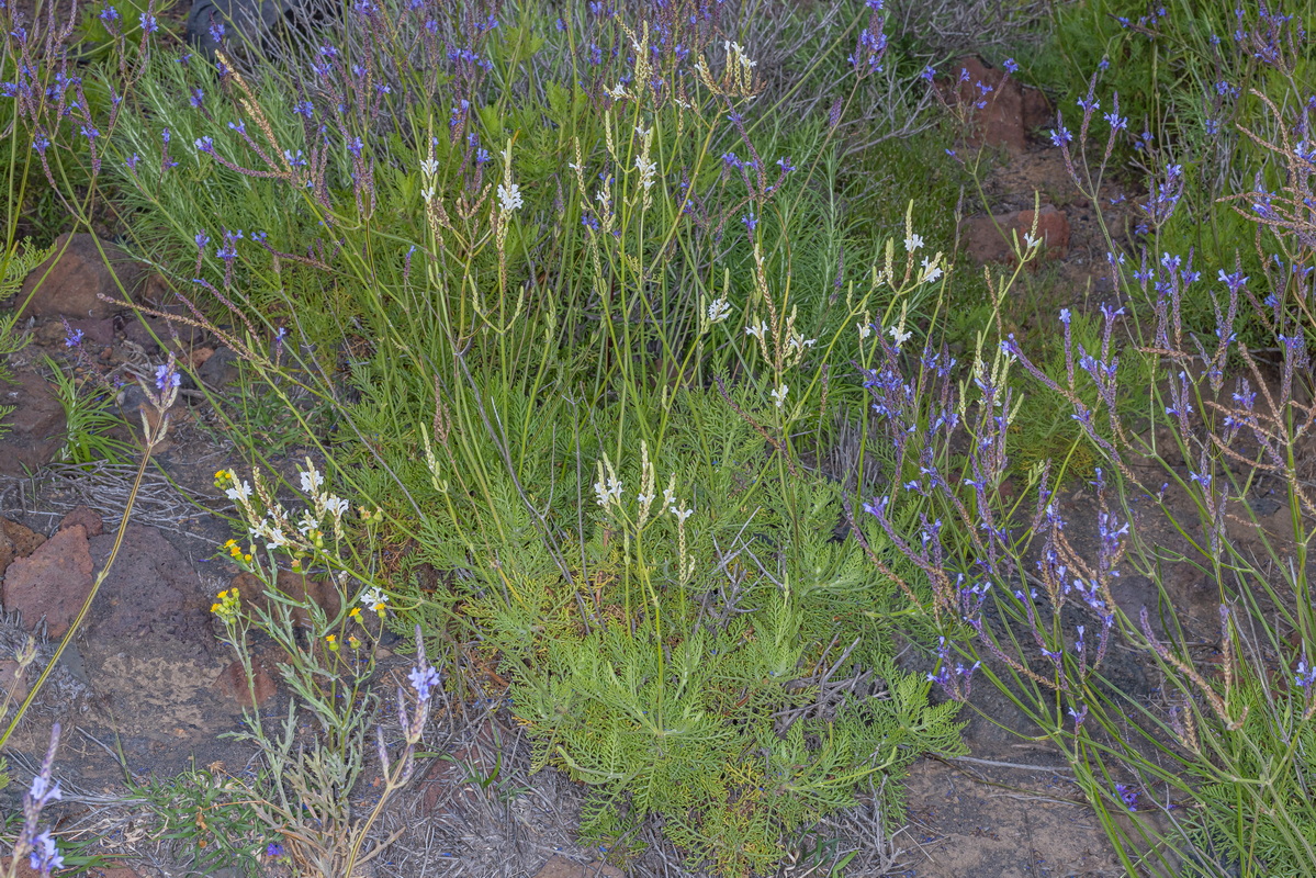 IMG 2374 Lavandula canariensis subsp. canariensis forma de flores blancas albiflora