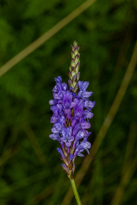 IMG 7450 Lavandula canariensis subsp. canariensis (matorrisco común)