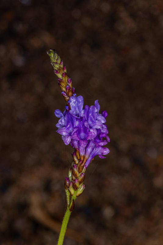 IMG 7476 Lavandula canariensis subsp. canariensis (matorrisco común)