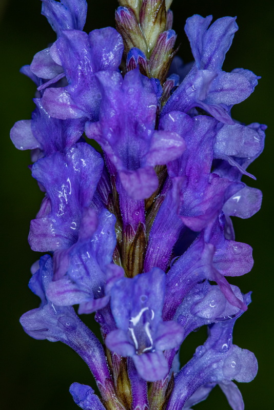 IMG 7548 Lavandula canariensis subsp. canariensis (matorrisco común)