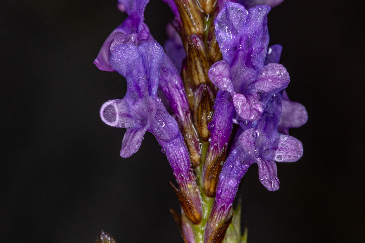 IMG 7550 Lavandula canariensis subsp. canariensis (matorrisco común)