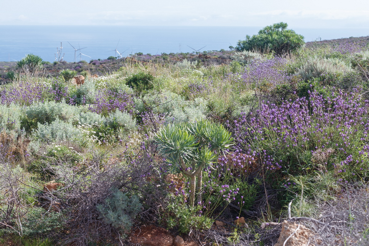  MG 1816 Arico EL VIso Bancales con Lavandula canariensis