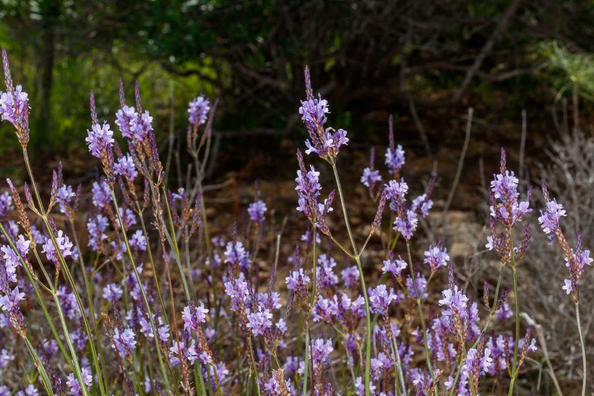  MG 1830 Lavandula canariensis