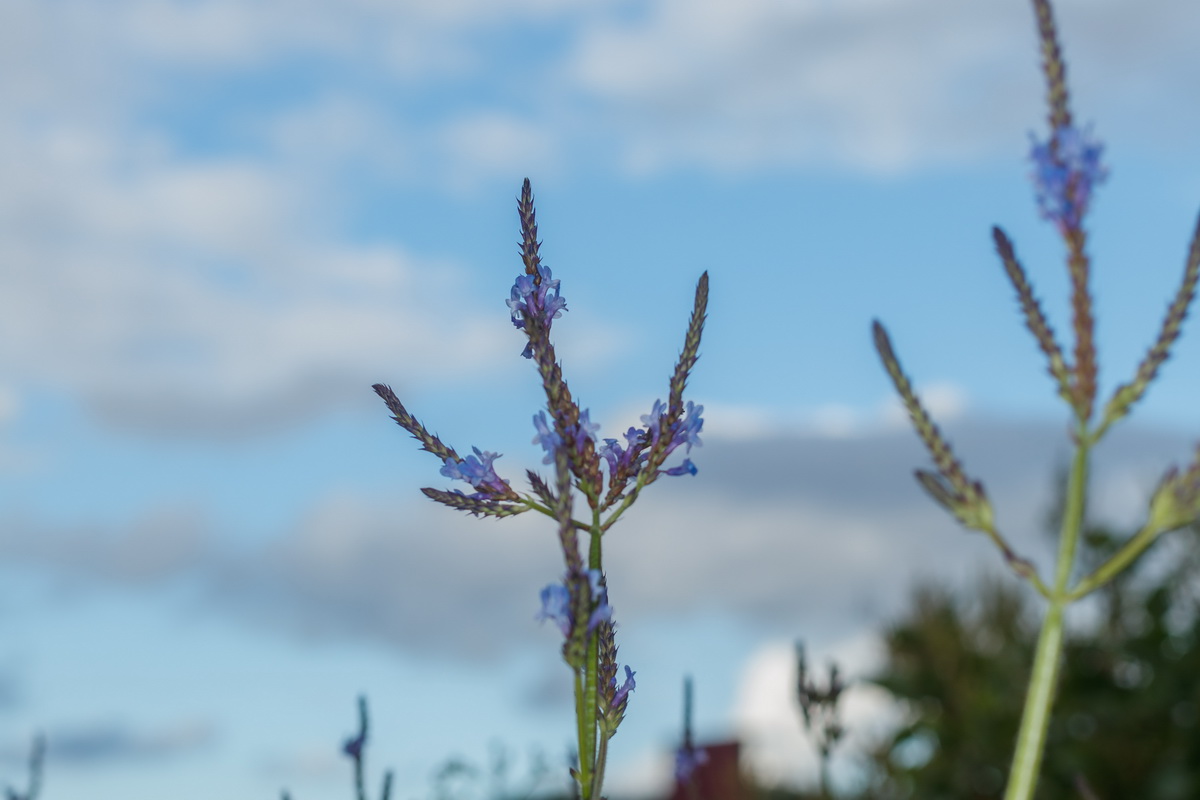  MG 8164 Lavandula canariensis