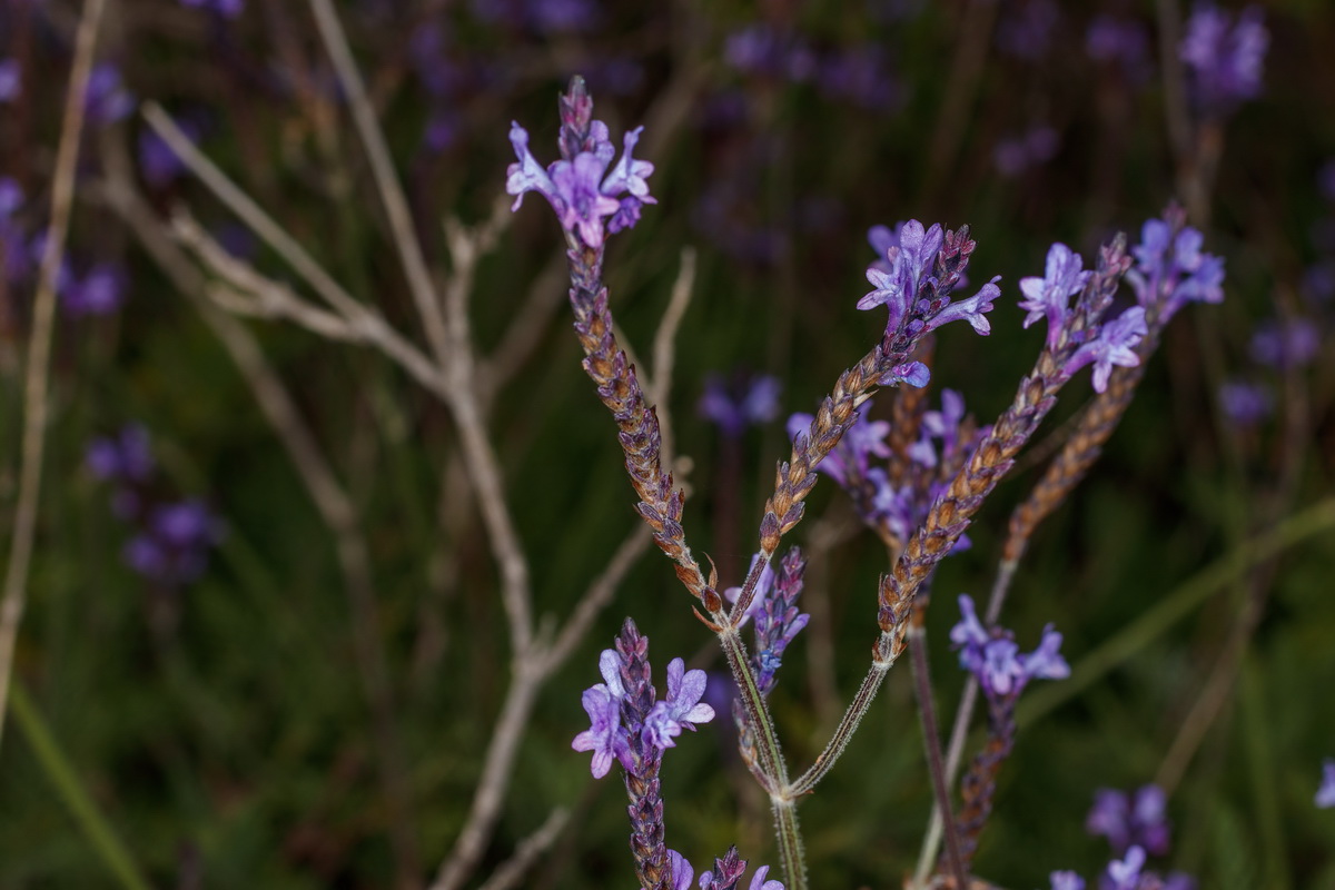  MG 8999  Lavandula canariensis