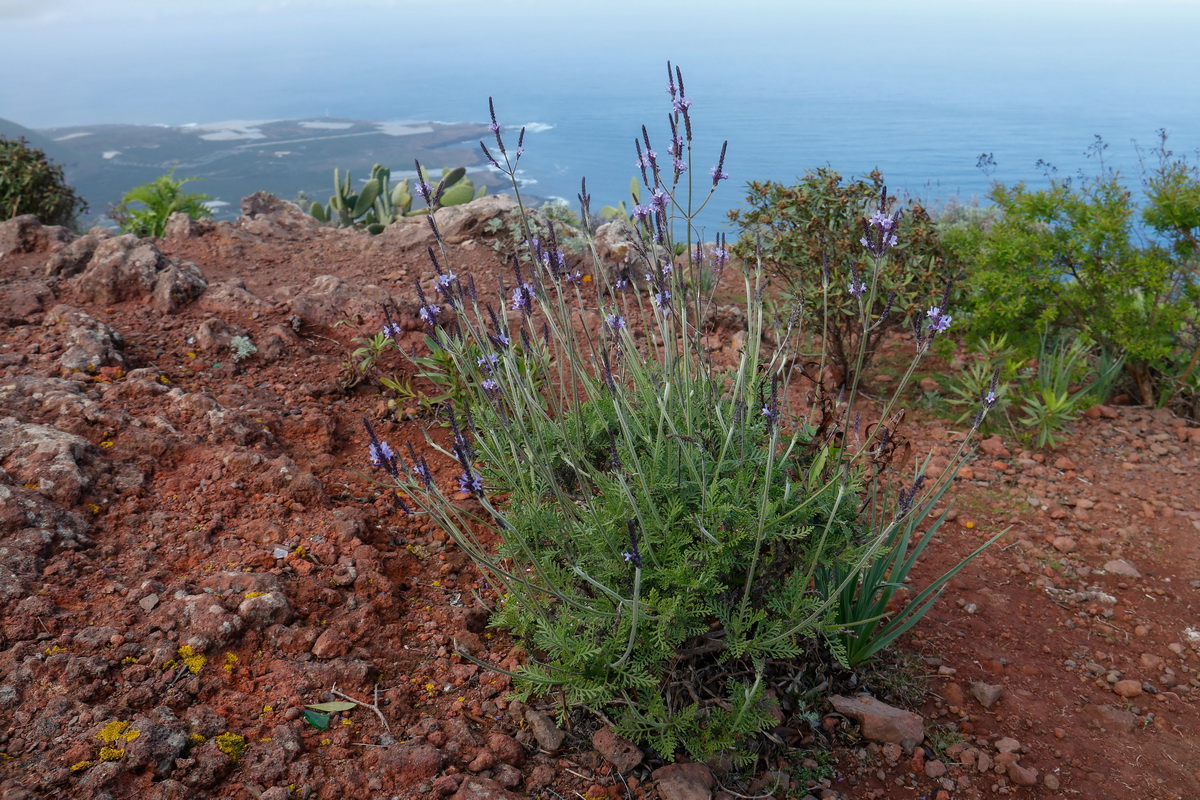  MG 9196 Lavandula canariensis Matorrisco Comun