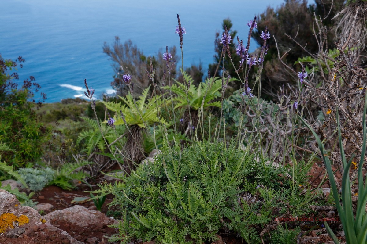  MG 9203 Lavandula canariensis Matorrisco Comun