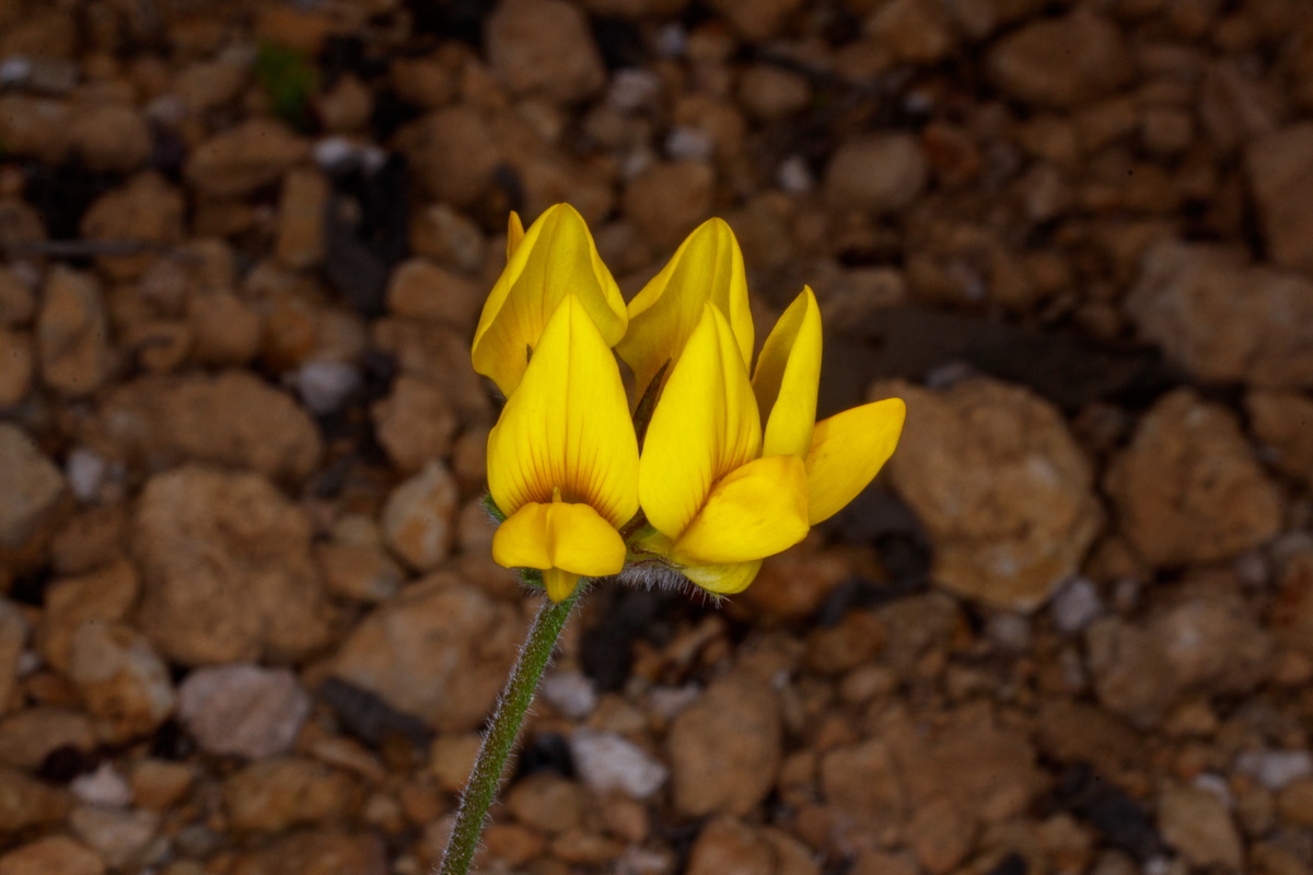  MG 4845 Lotus campylocladus subsp. campylocladus Corazoncillo de Tenerife