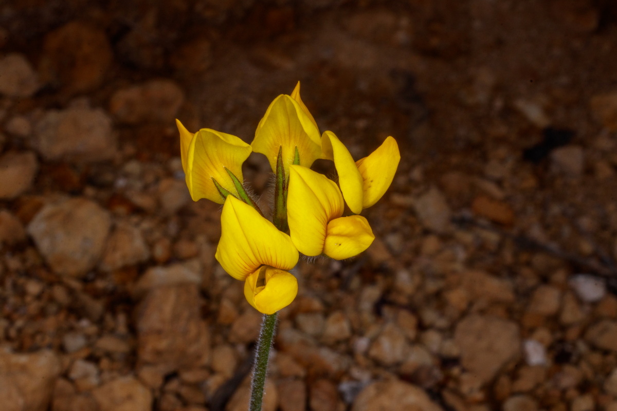  MG 4846 Lotus campylocladus subsp. campylocladus Corazoncillo de Tenerife
